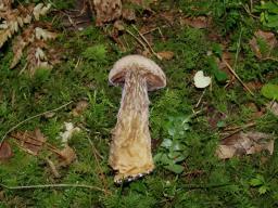 Cortinarius traganus