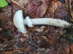 Amanita eliae