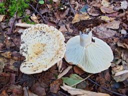 Russula delica