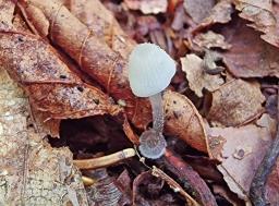 Mycena stylobates