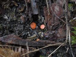 Scutellinia vitreola