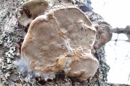 Phellinus pomaceus