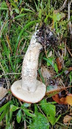 Leccinum versipelle