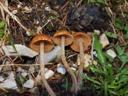 Conocybe nemoralis