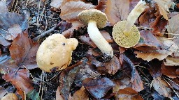 Suillus bovinus