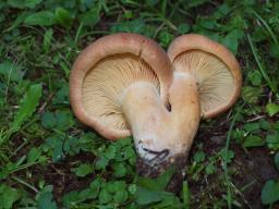 Lactarius helvus