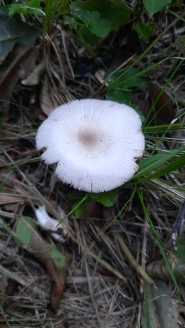 Volvariella murinella