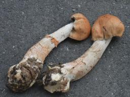 Cortinarius armillatus