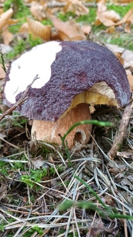 Boletus pinophilus