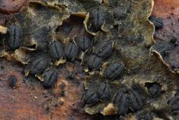 Hysterographium fraxini