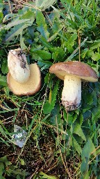 Suillus granulatus