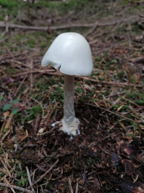 Amanita virosa