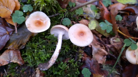 Hygrophorus discoideus