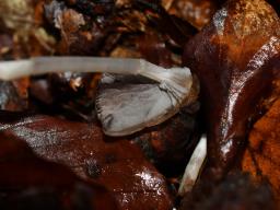 Psathyrella corrugis