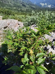 Puccinia coronata