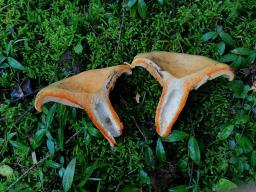 Lactarius deterrimus