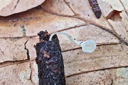 Clavicorona taxophila