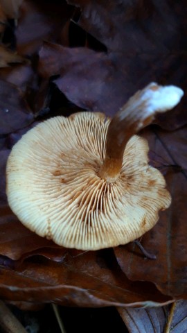 Gymnopilus penetrans