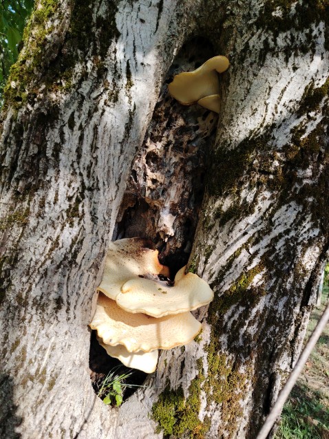 Pholiota squarrosa