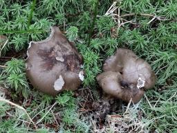 Hygrophorus camarophyllus