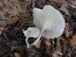 Infundibulicybe trulliformis