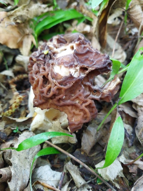 Gyromitra esculenta