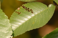 Aproceros leucopoda