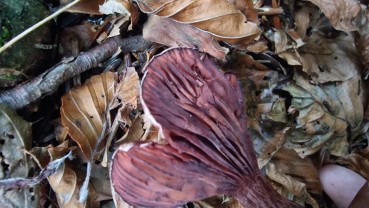 Hygrophorus capreolarius