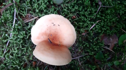 Lactifluus volemus