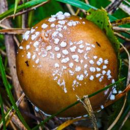 Amanita pantherina