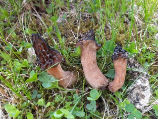 Morchella deliciosa