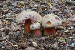 Rubroboletus legaliae