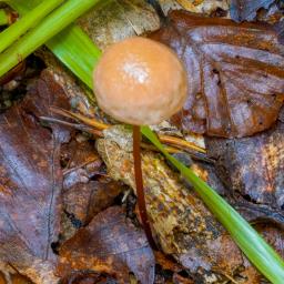Mycetinis scorodonius