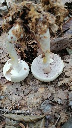 Cystoagaricus silvestris