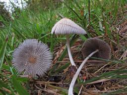 Coprinellus xanthothrix
