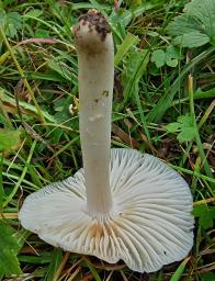 Cuphophyllus fornicatus