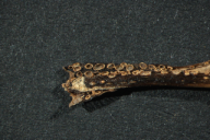 Uromyces scrophulariae