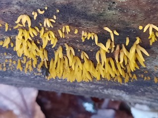 Calocera cornea