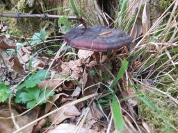 Ganoderma carnosum