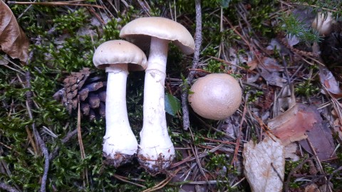 Cortinarius caperatus