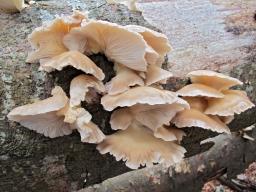 Pleurotus pulmonarius