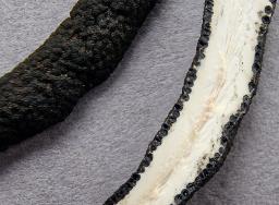 Xylaria longipes