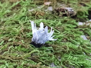 Xylaria hypoxylon