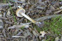 Psathyrella senex