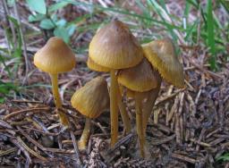 Mycena aurantiomarginata