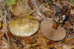 Cortinarius anserinus