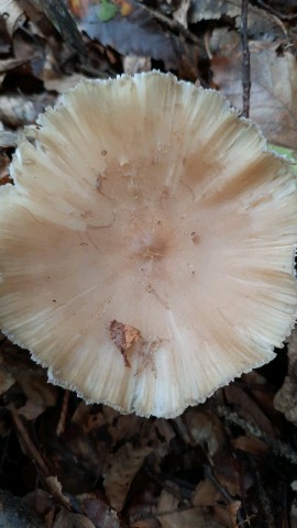 Megacollybia platyphylla