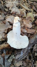 Russula virescens