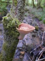 Polyporus tuberaster