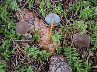 Strobilurus esculentus